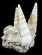 Fossil Gastropod (Haustator) Cluster - Damery, France #56379-2